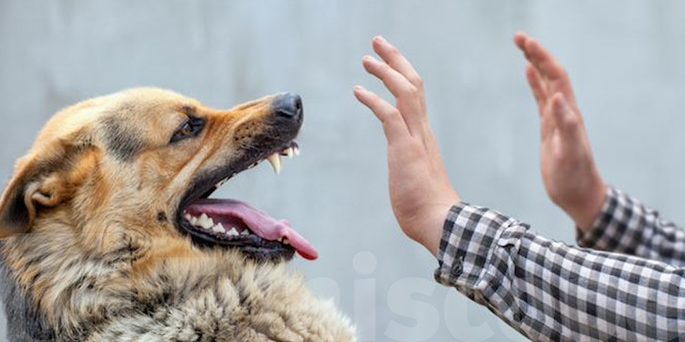 Stress : caresser son chien pourrait réduire la réaction du corps face à une nouvelle pression